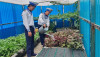 Chiến sỹ trẻ trên đảo Cô Lin chăm vườn rau xanh